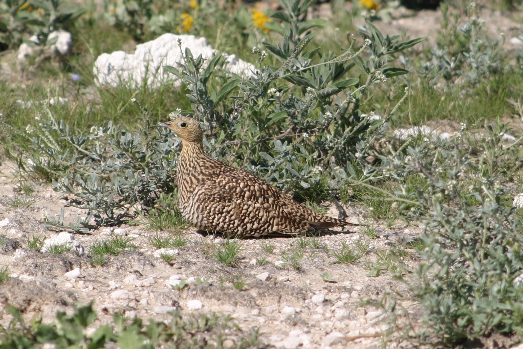 Ganga Namaqua