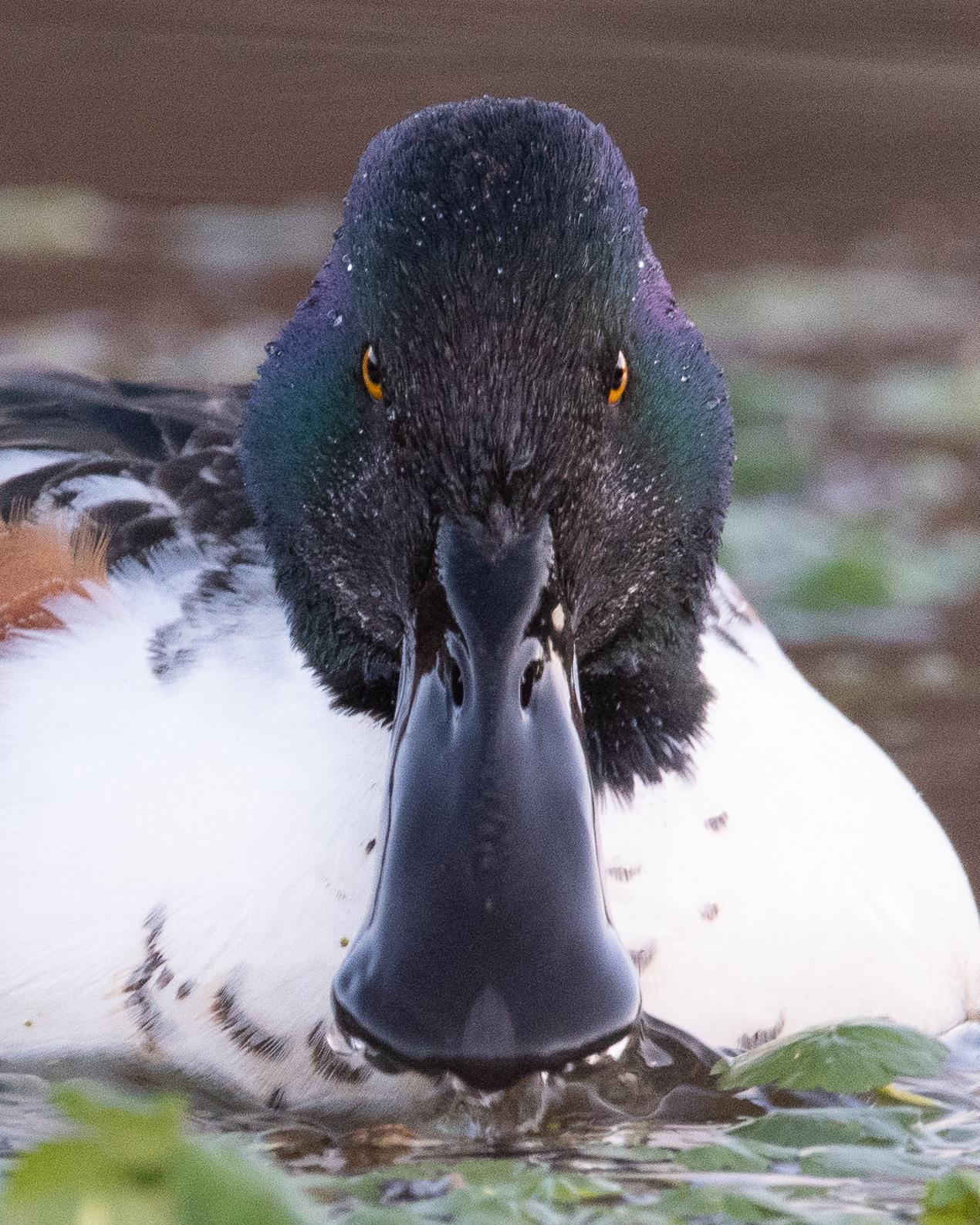 Pato cucharón norteño