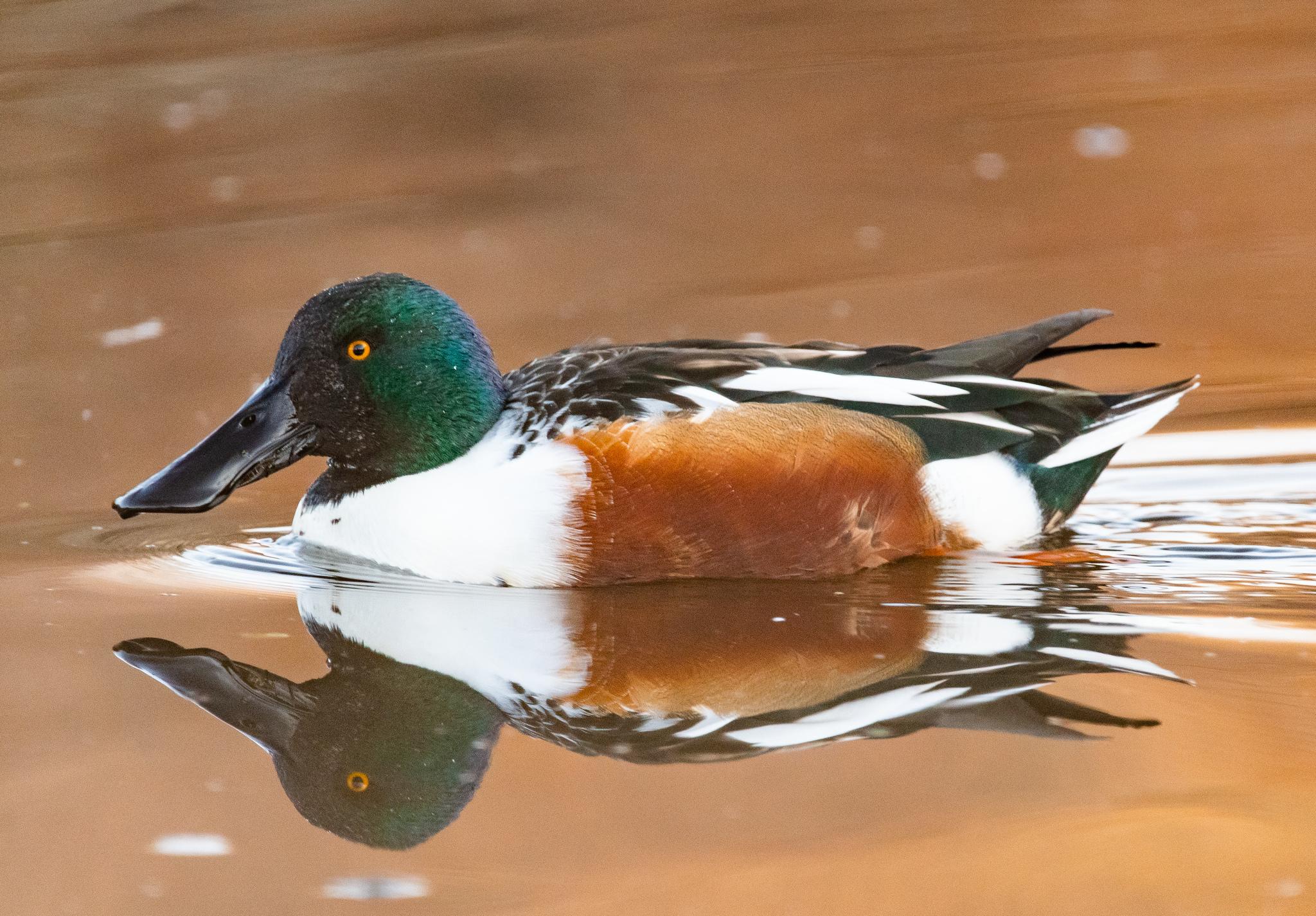 Pato cucharón norteño