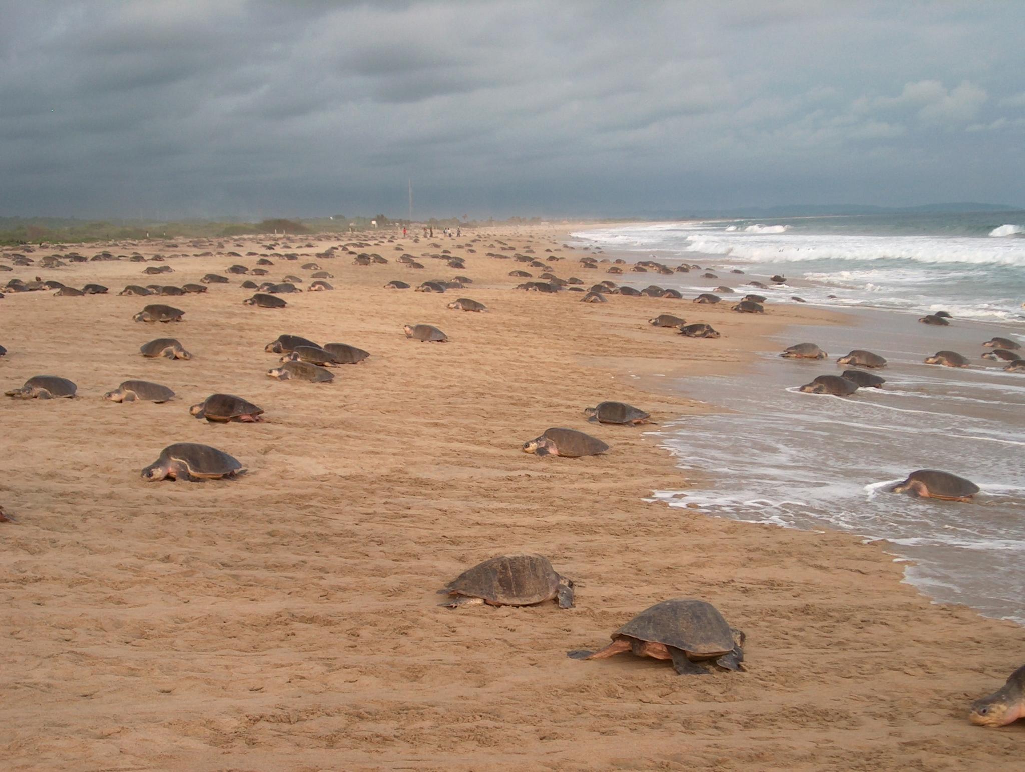 Tortuga Golfina