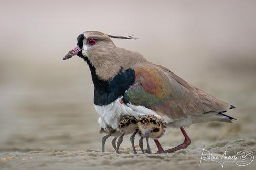Southern Lapwing