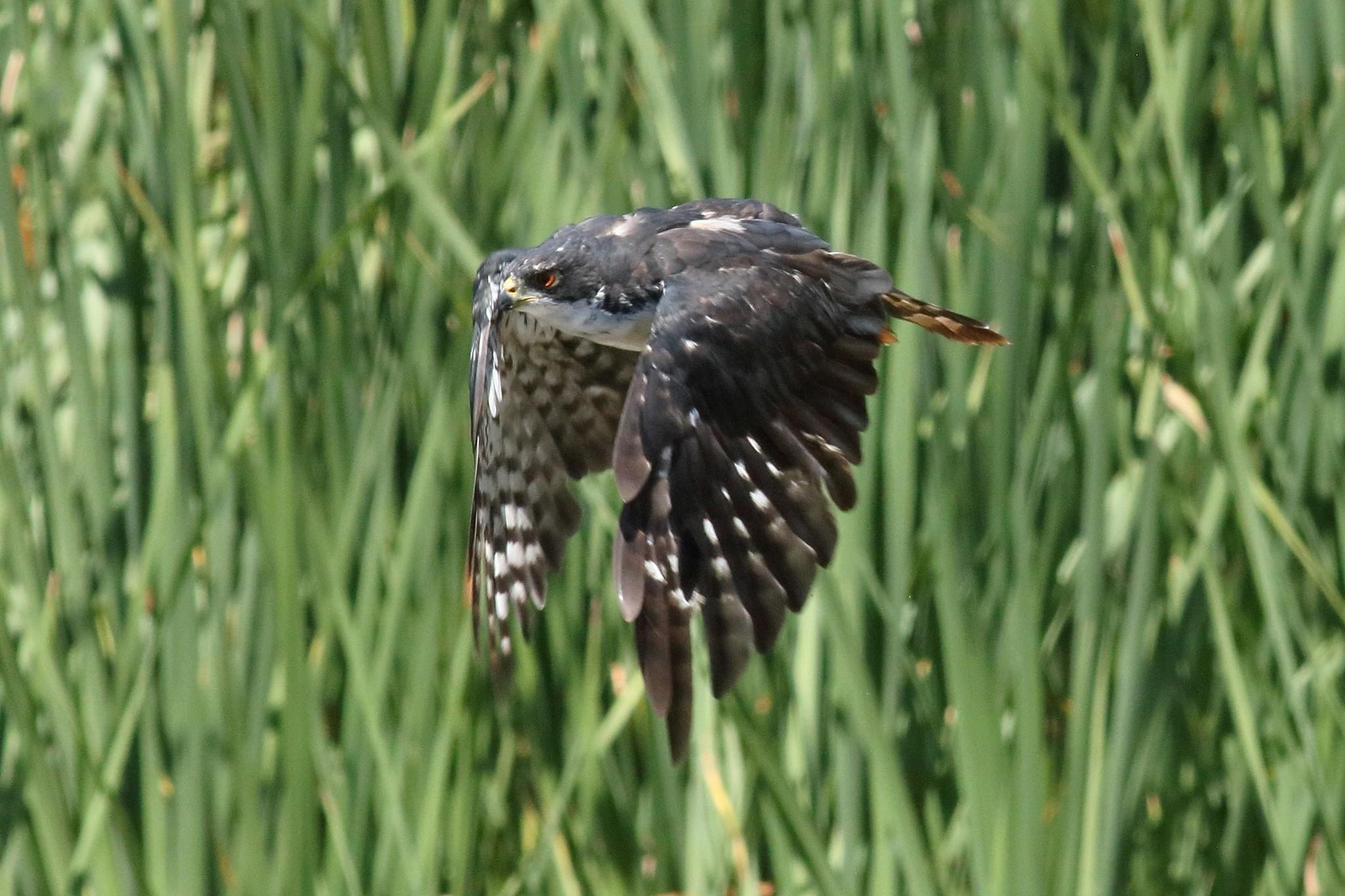 Black Goshawk