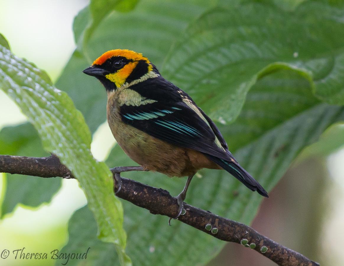 Flame-faced Tanager