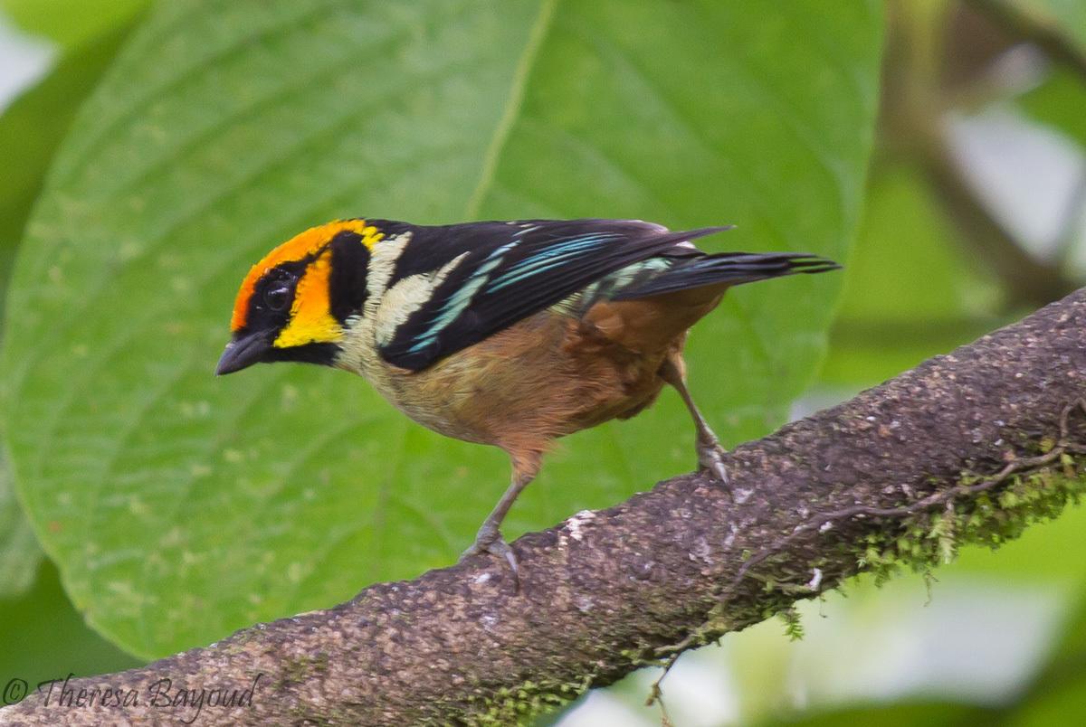 Flame-faced Tanager