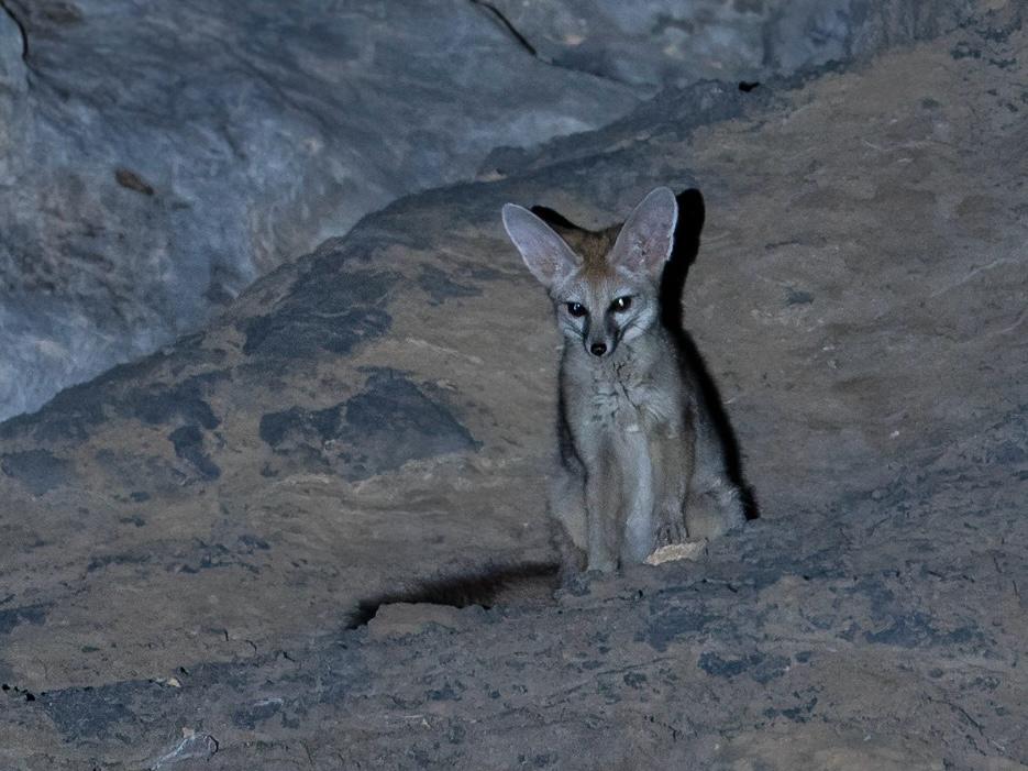 Blanford's Fox