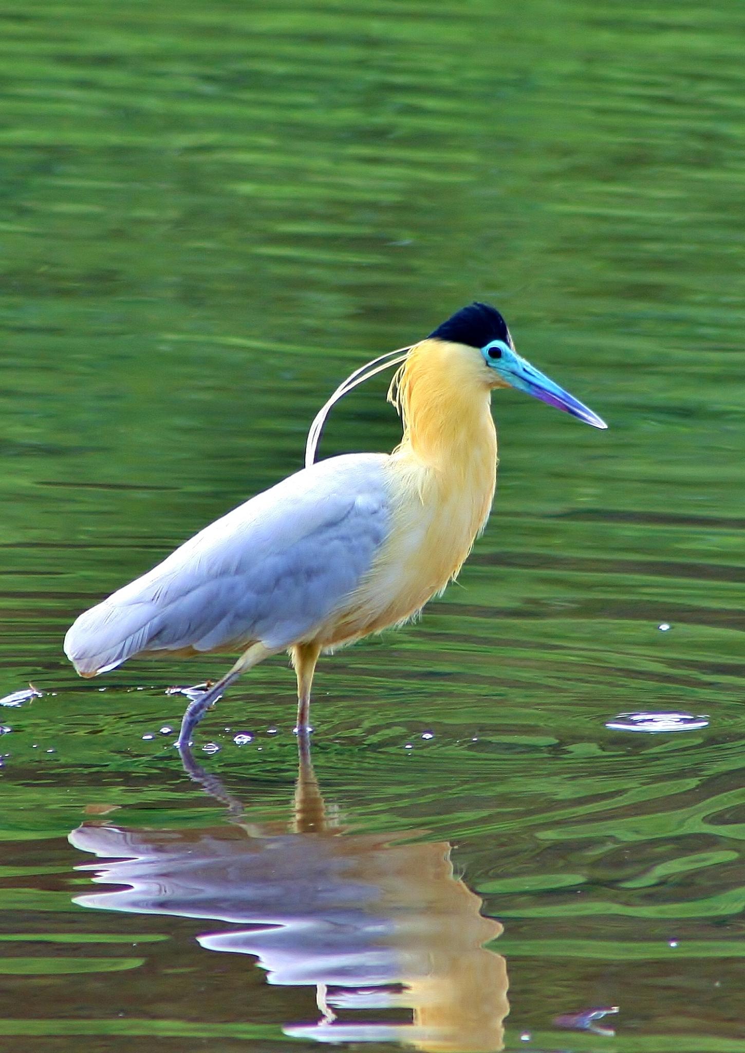 Garza real