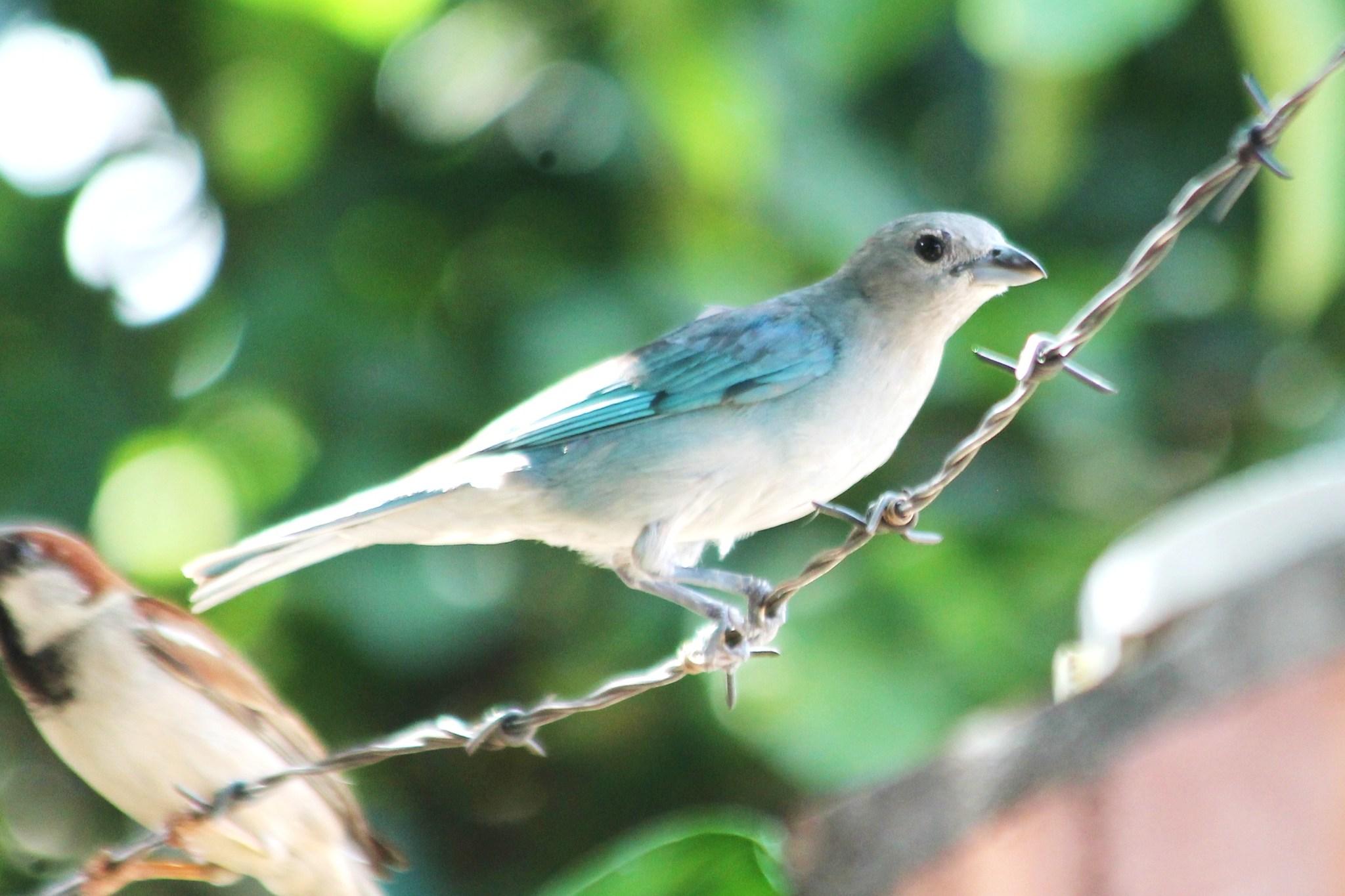 Sayaca Tanager