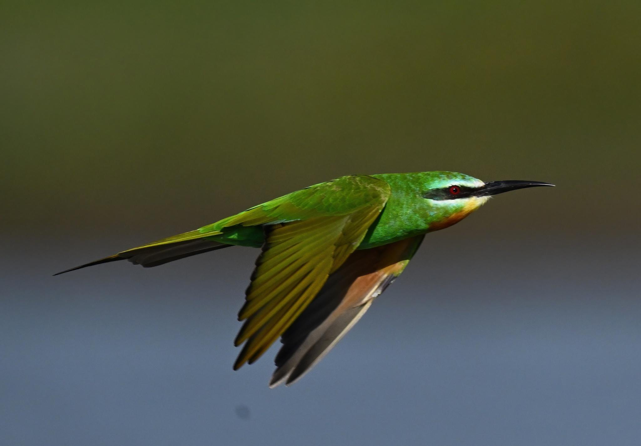 Abejaruco Persa