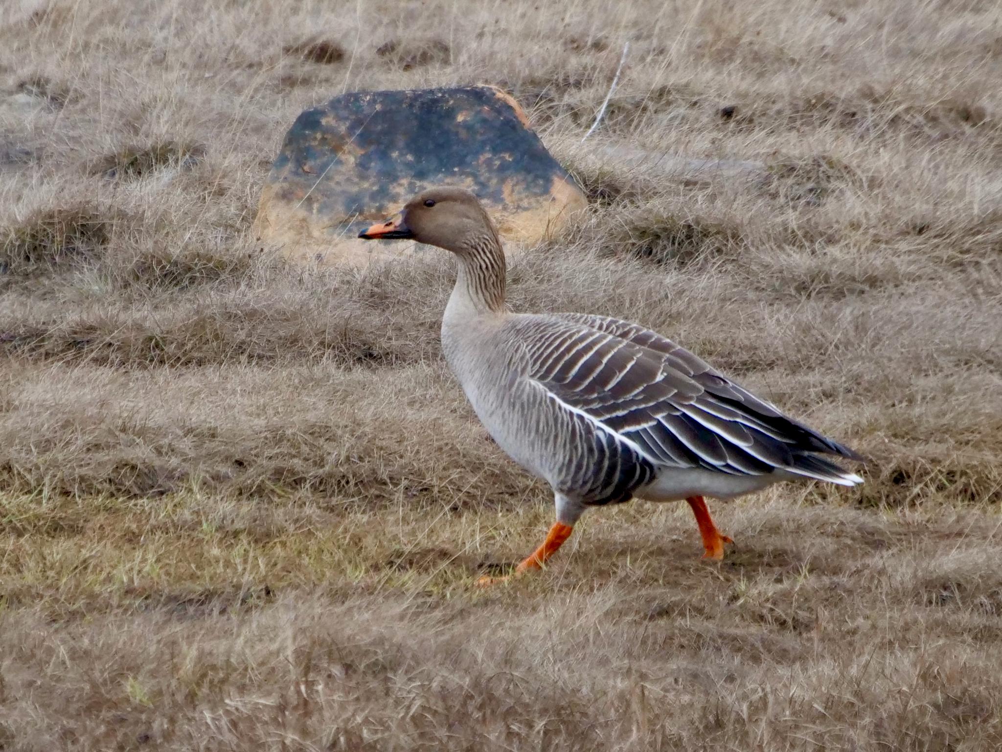 Ánsar campestre de la taiga