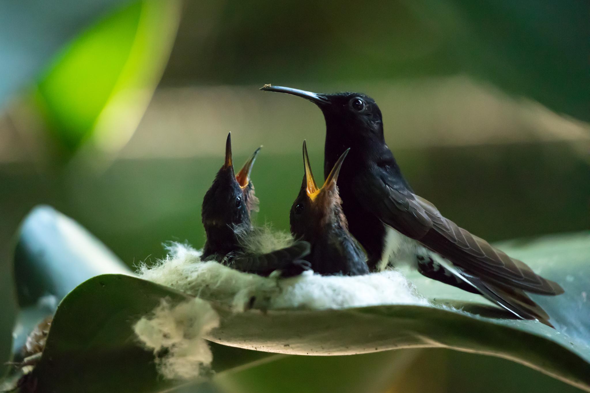 Black Jacobin