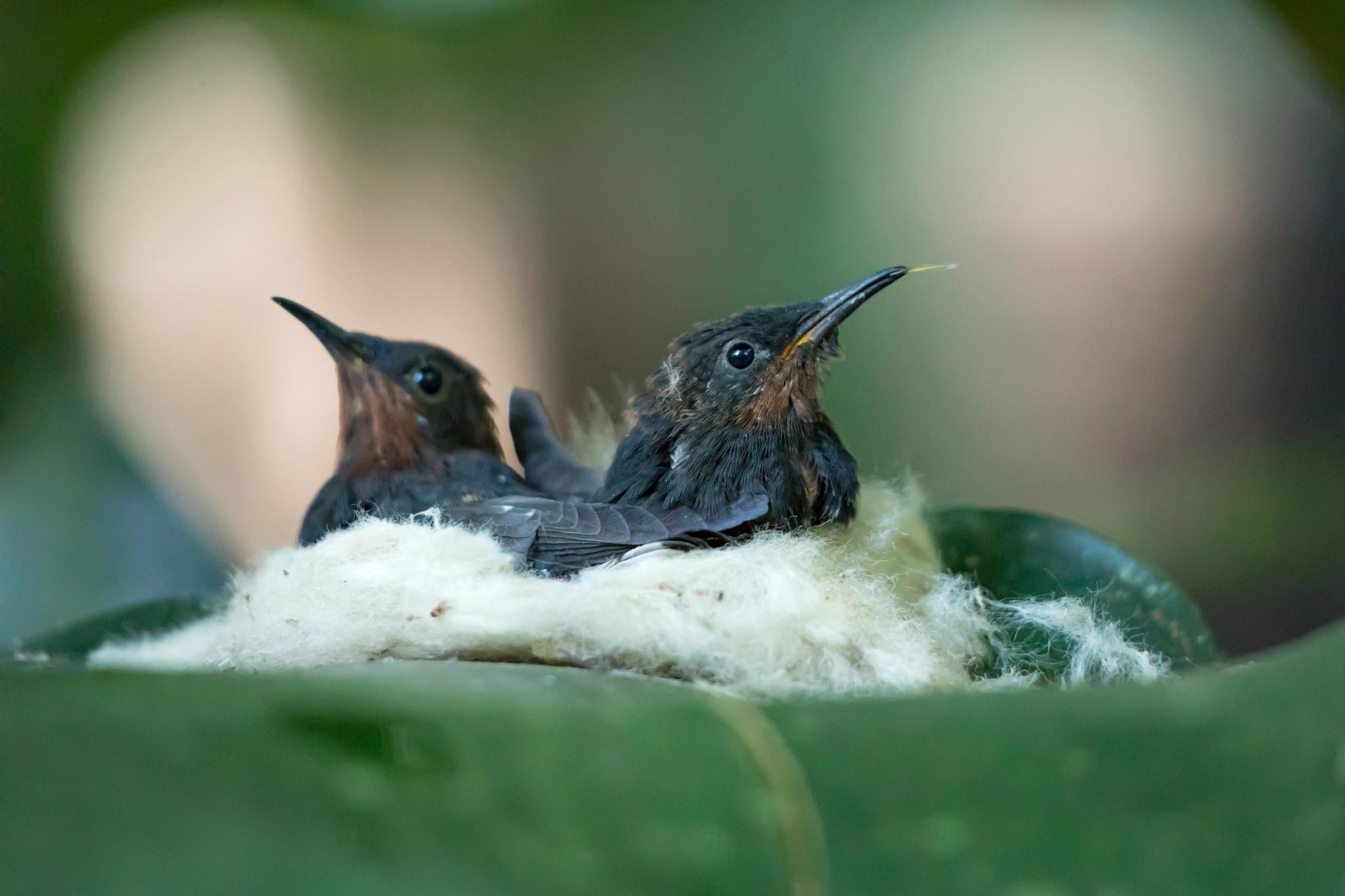 Black Jacobin