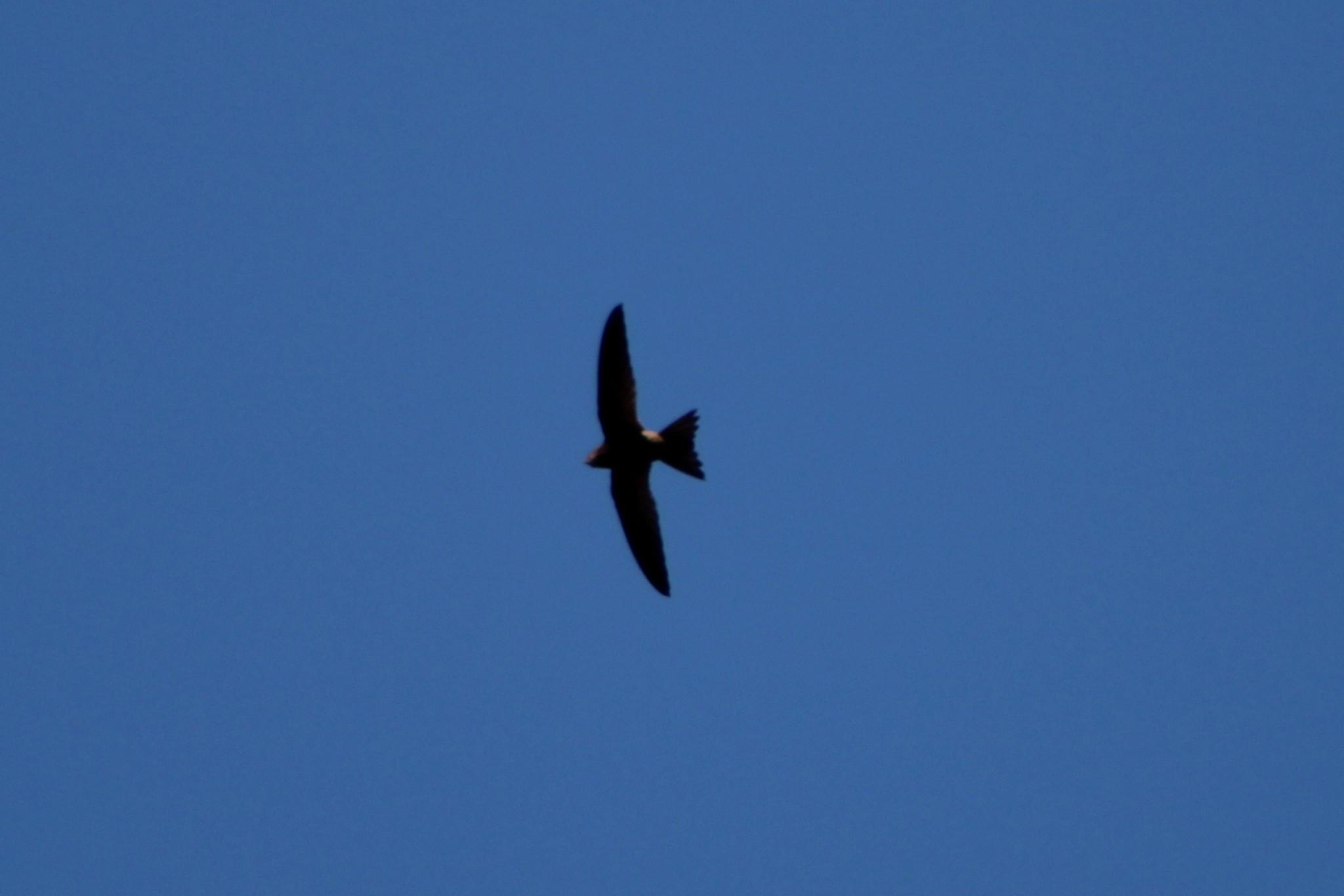 Vencejo Horus