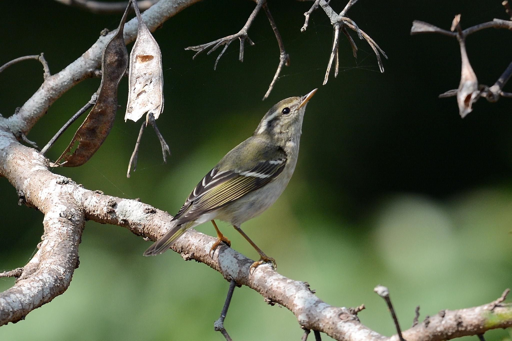 Mosquitero Cejas Amarillas