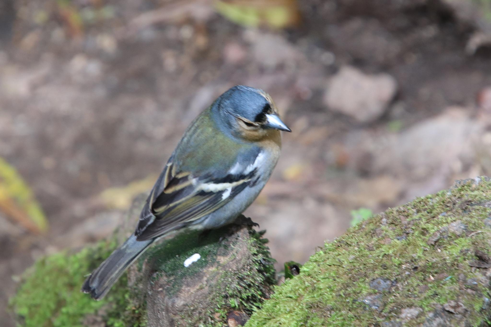 Pinzón común de las Azores