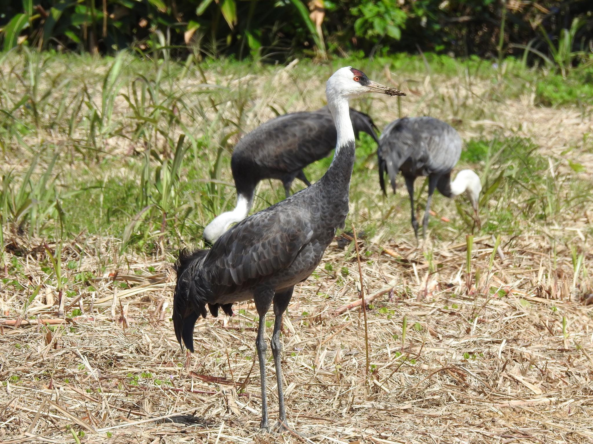 Grulla Monje