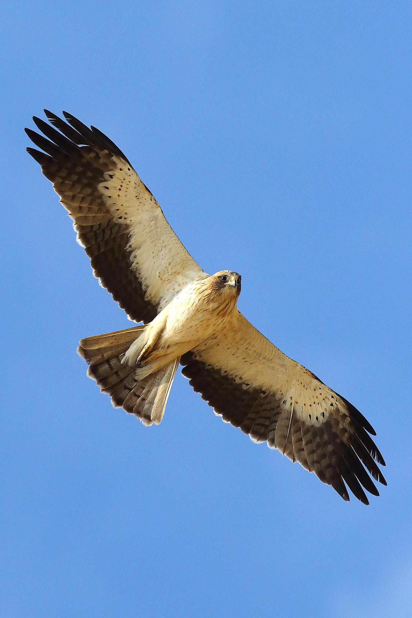 Águila Calzada