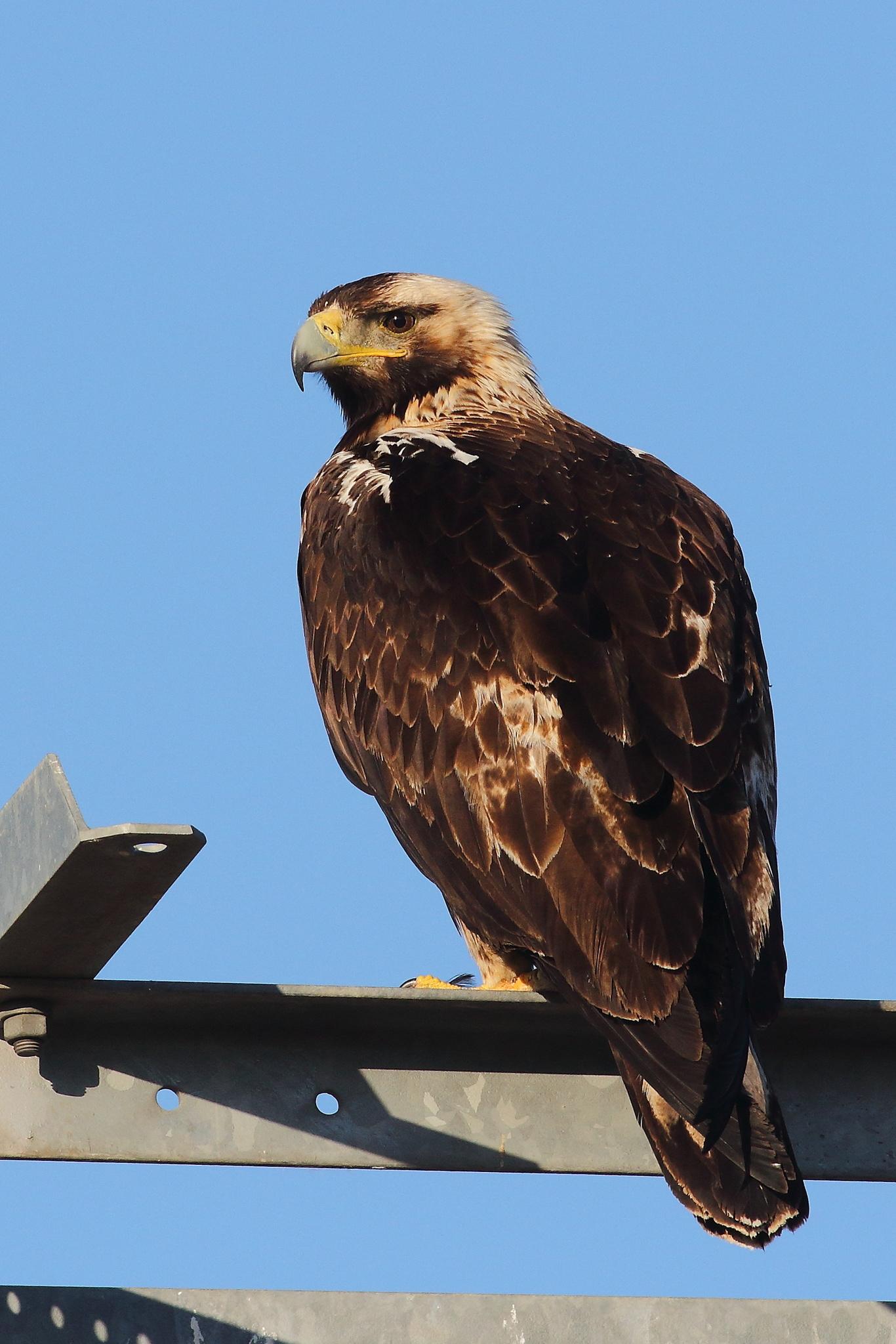 Aguila imperial Ibérica
