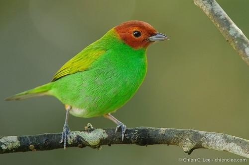 Bay-headed Tanager