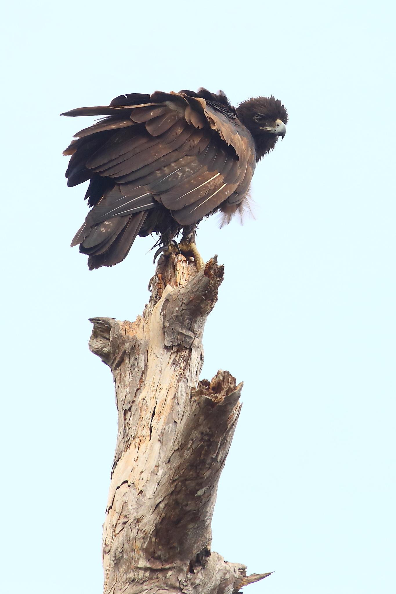Águila de las Molucas