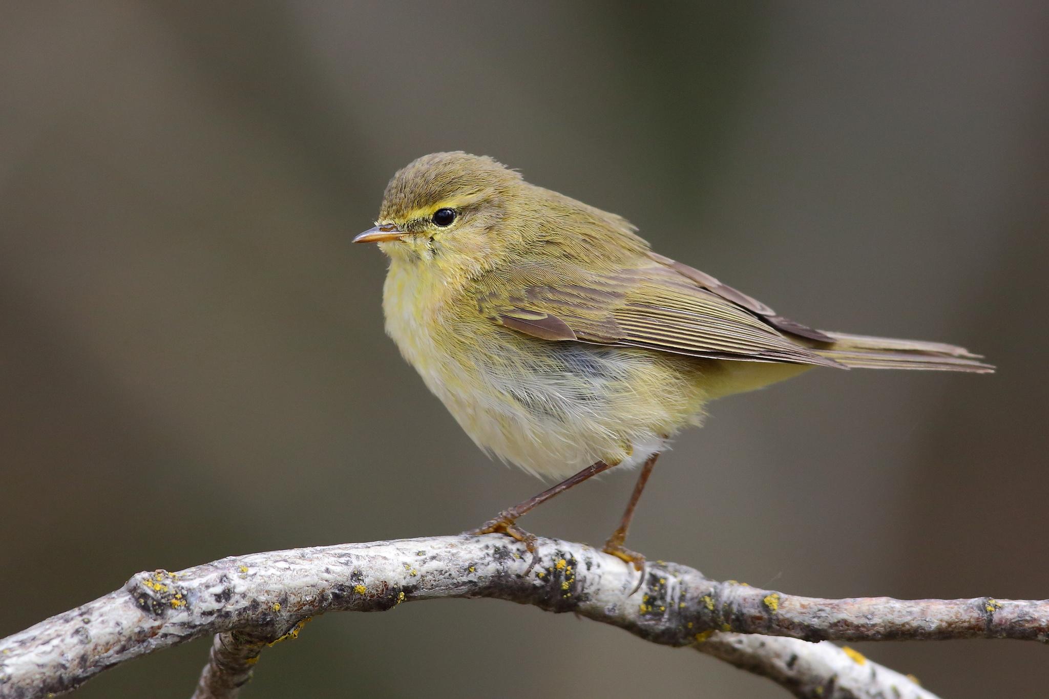 Mosquitero ibérico