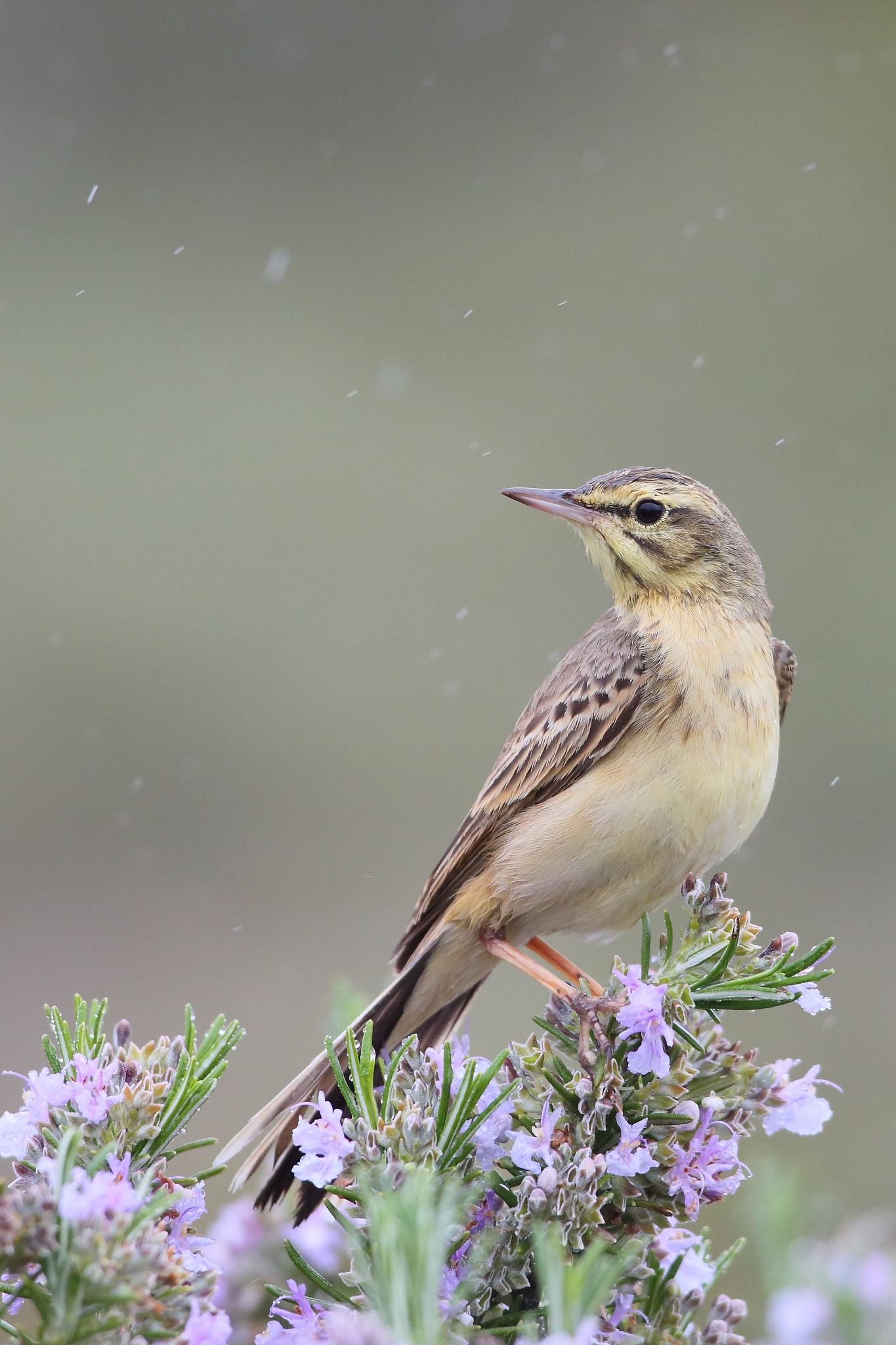 Bisbita campestre