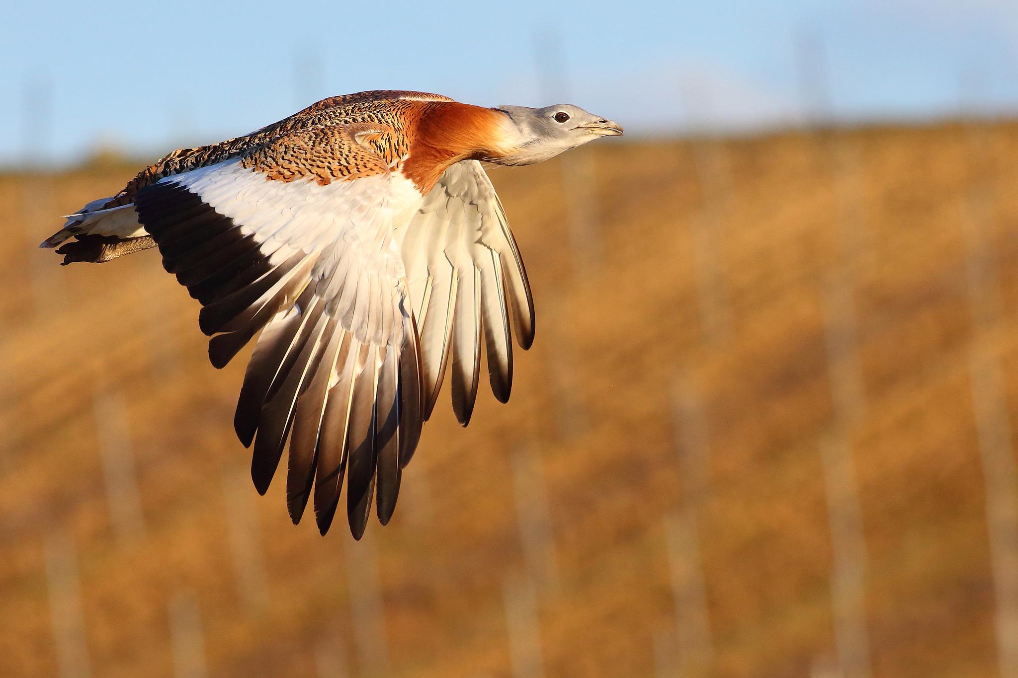 Avutarda europea