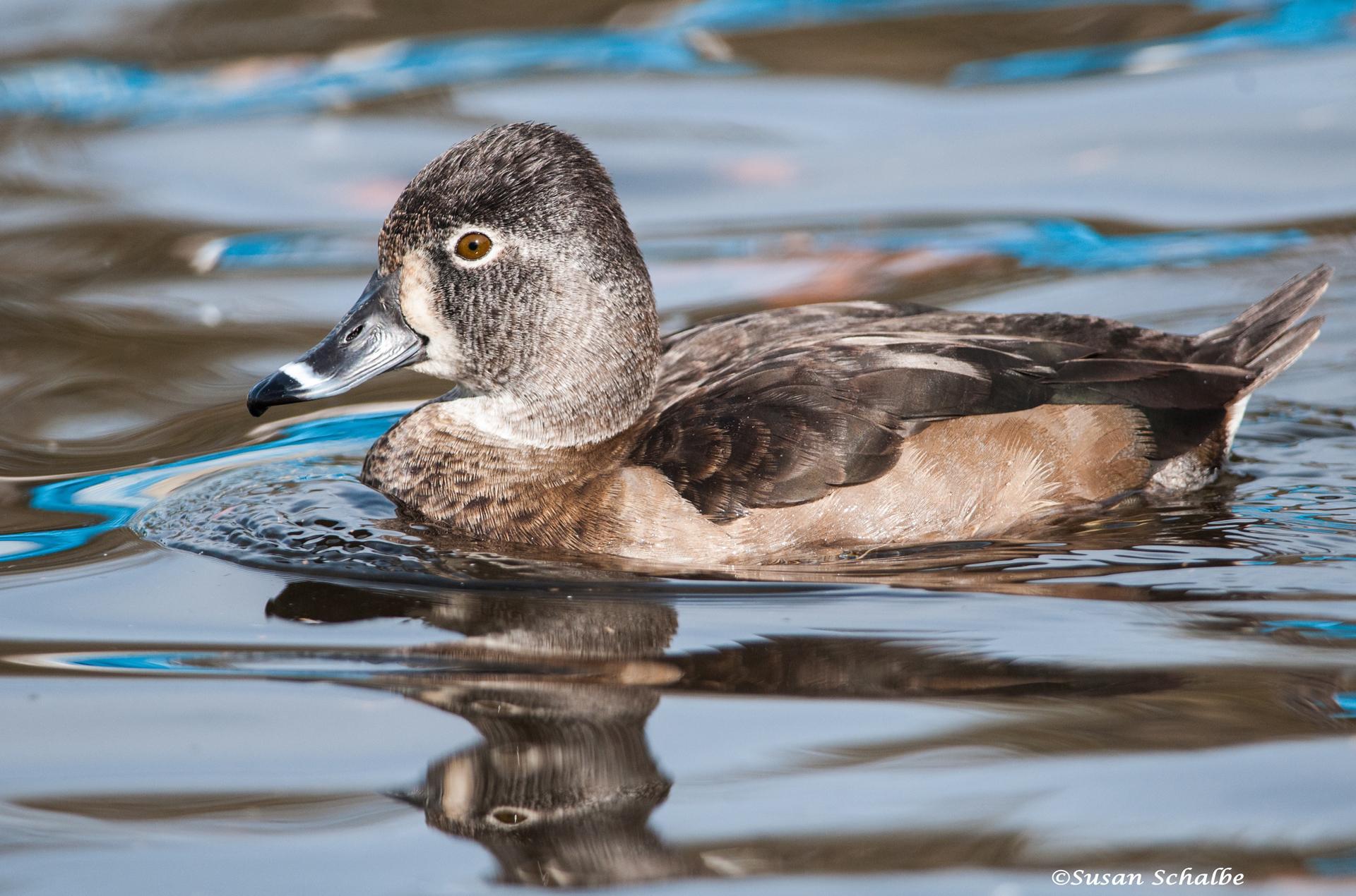 Pato pico anillado