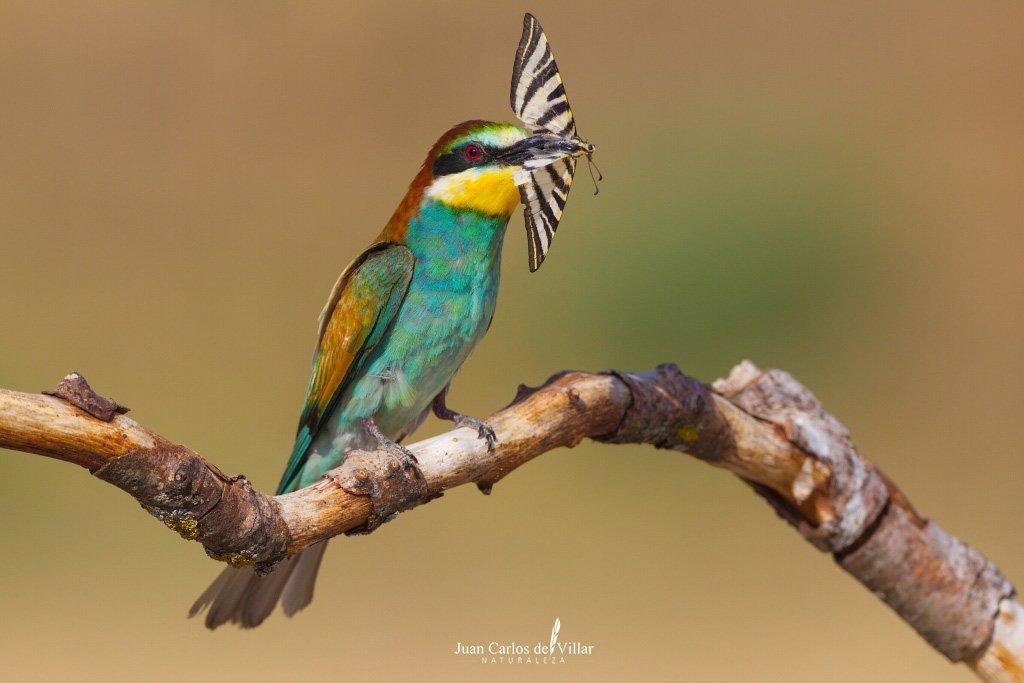 Abejaruco Europeo