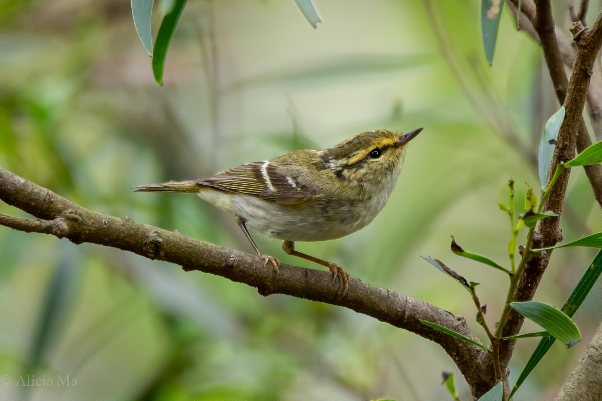 mosquitero de Pallas