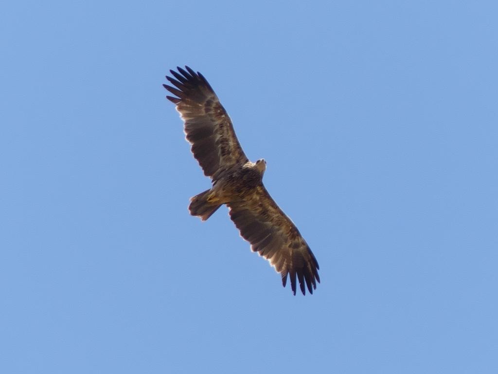 Águila rapaz