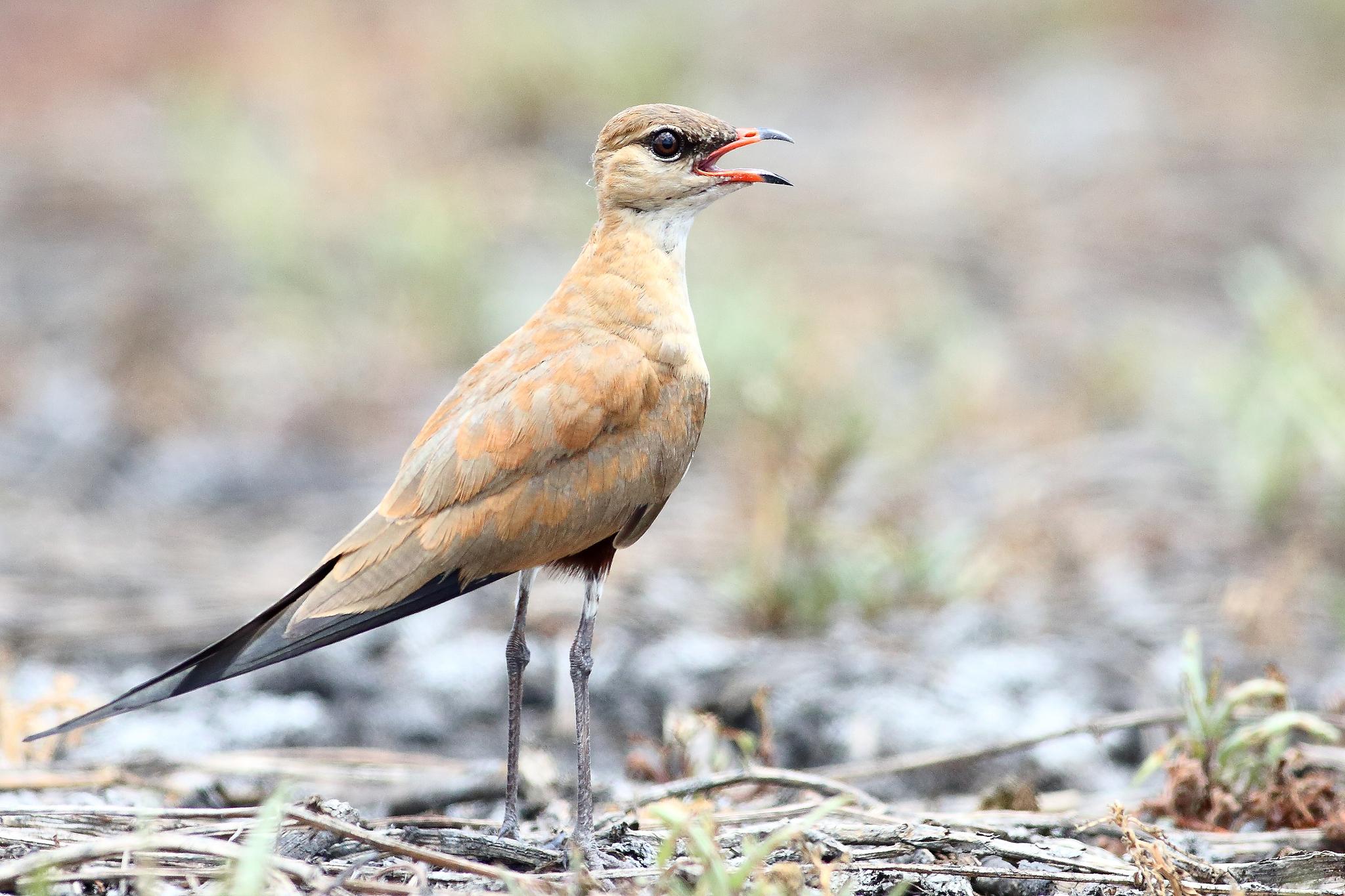 Canastera Patilarga