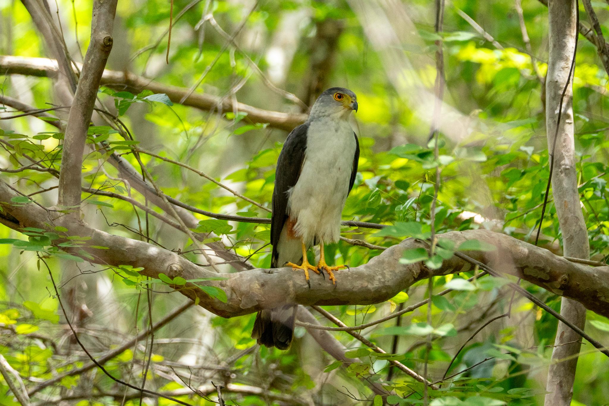 Azor Bicolor