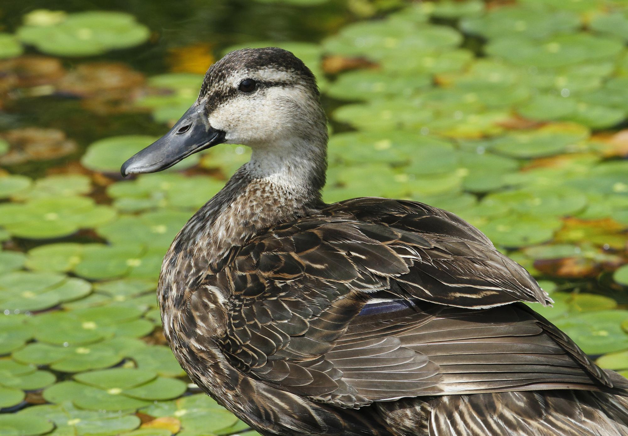 Mexican Duck