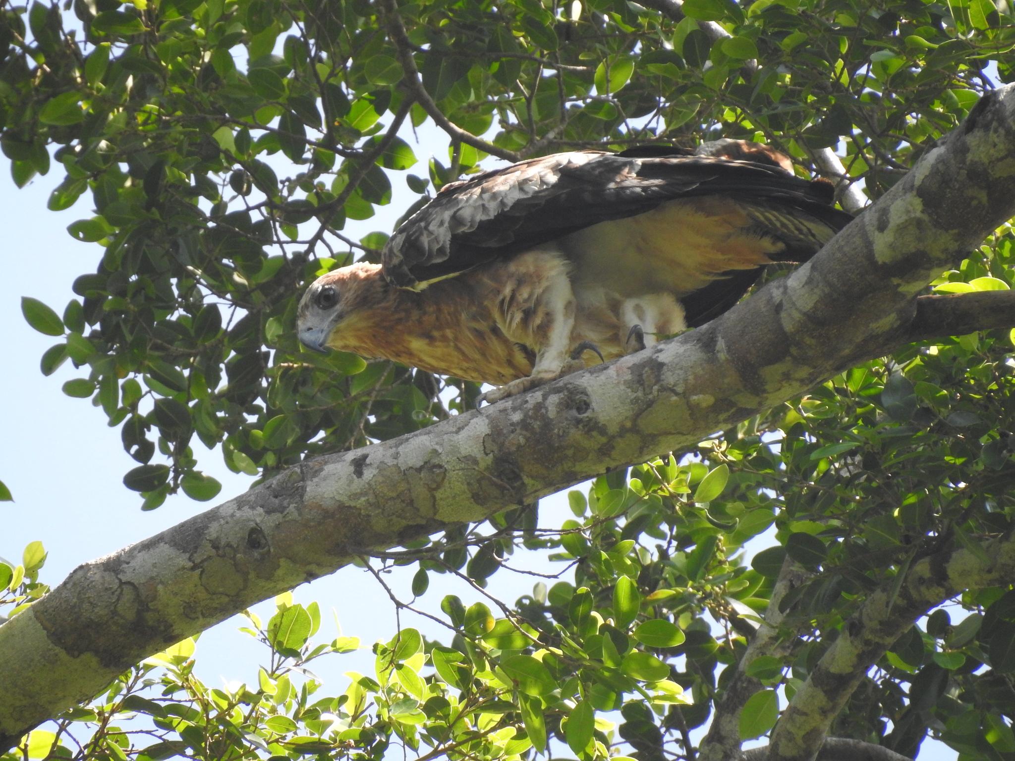 Águila de las Molucas