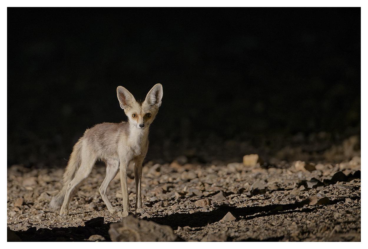 Rüppell's Fox