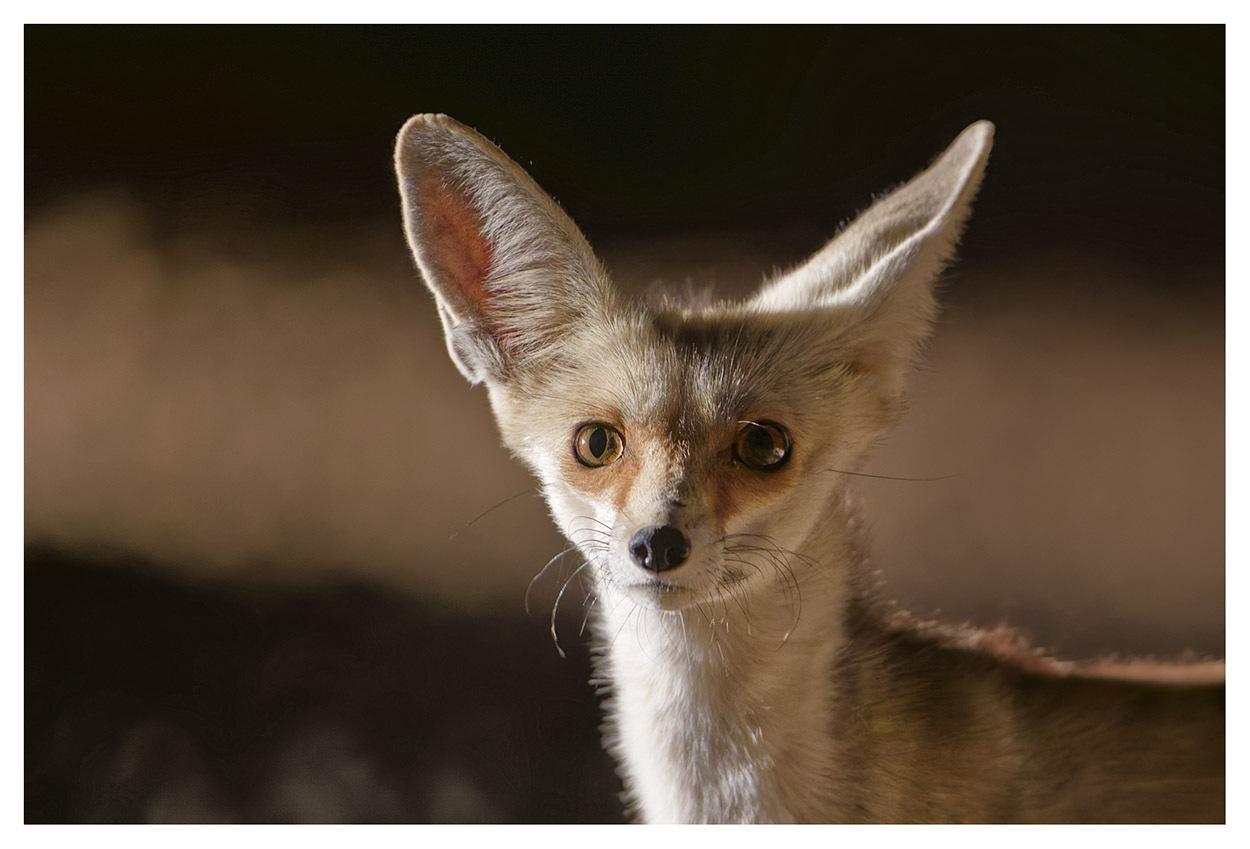 Rüppell's Fox