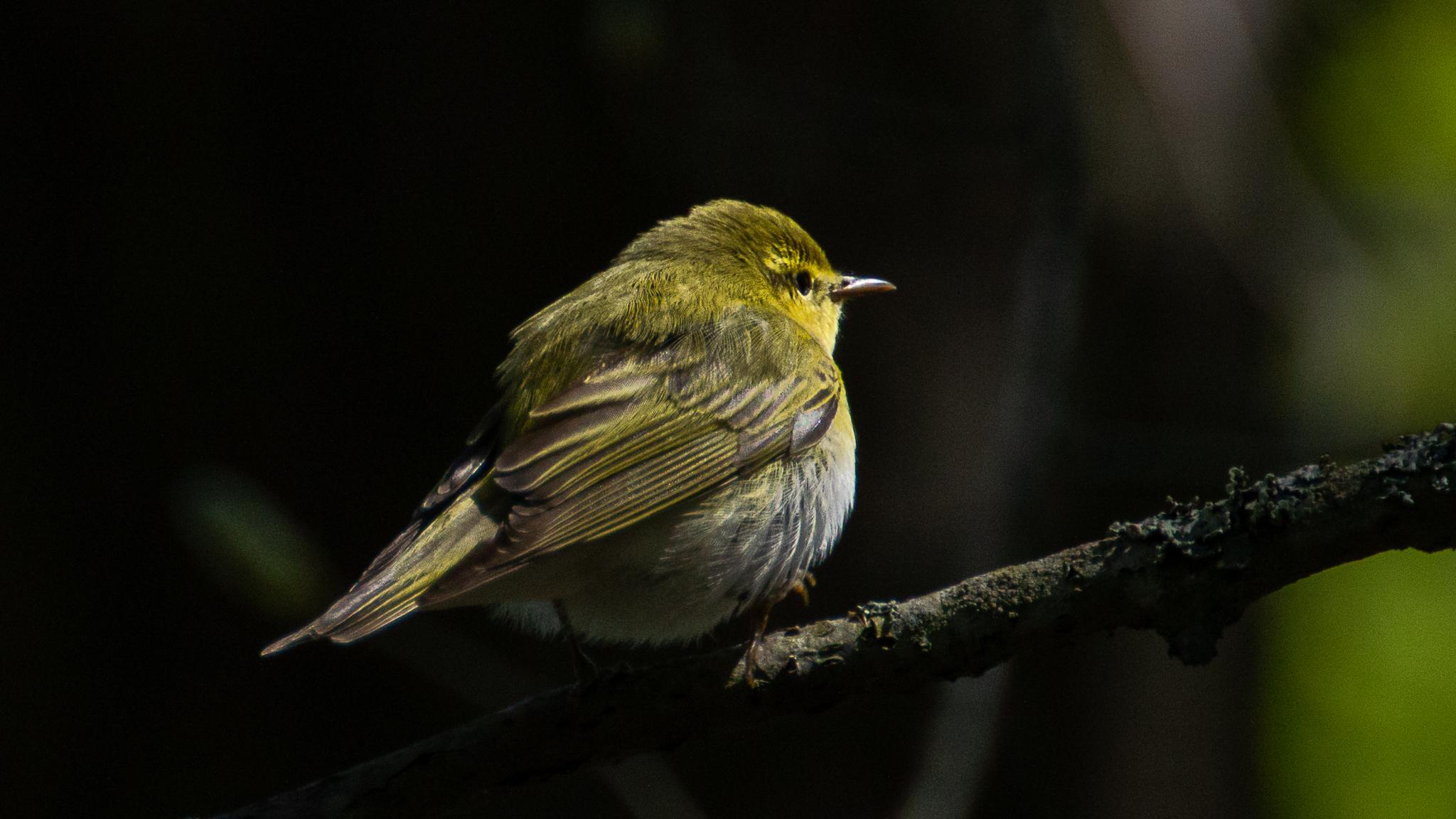 Mosquitero silbador