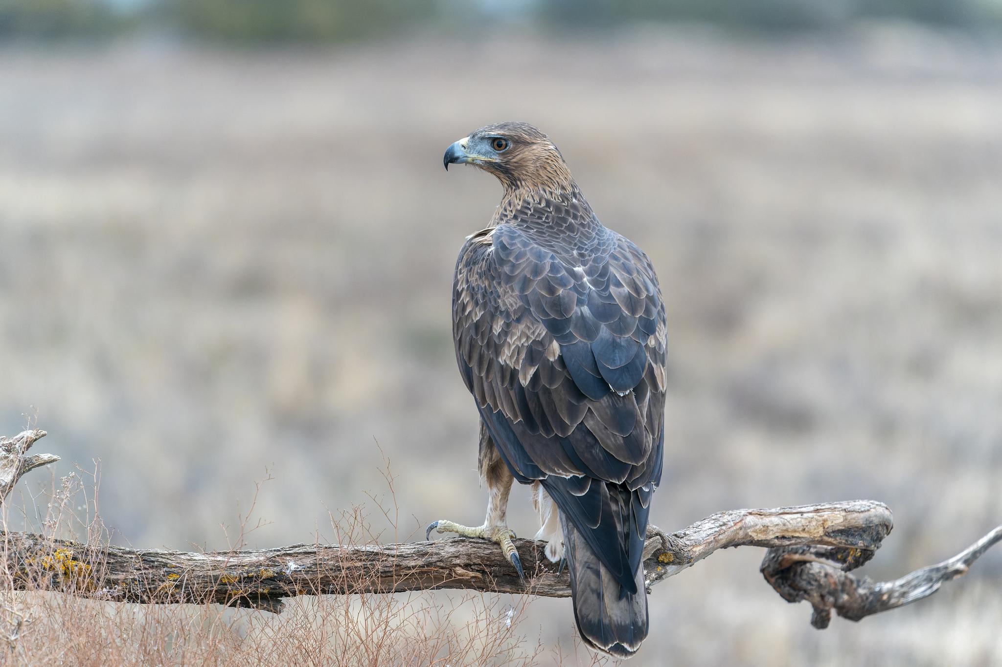 Águila perdicera