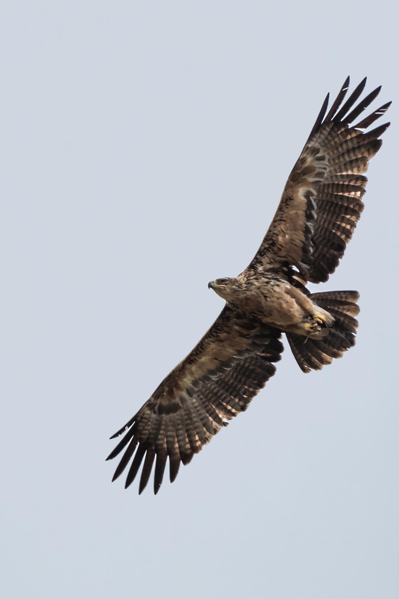 Águila rapaz