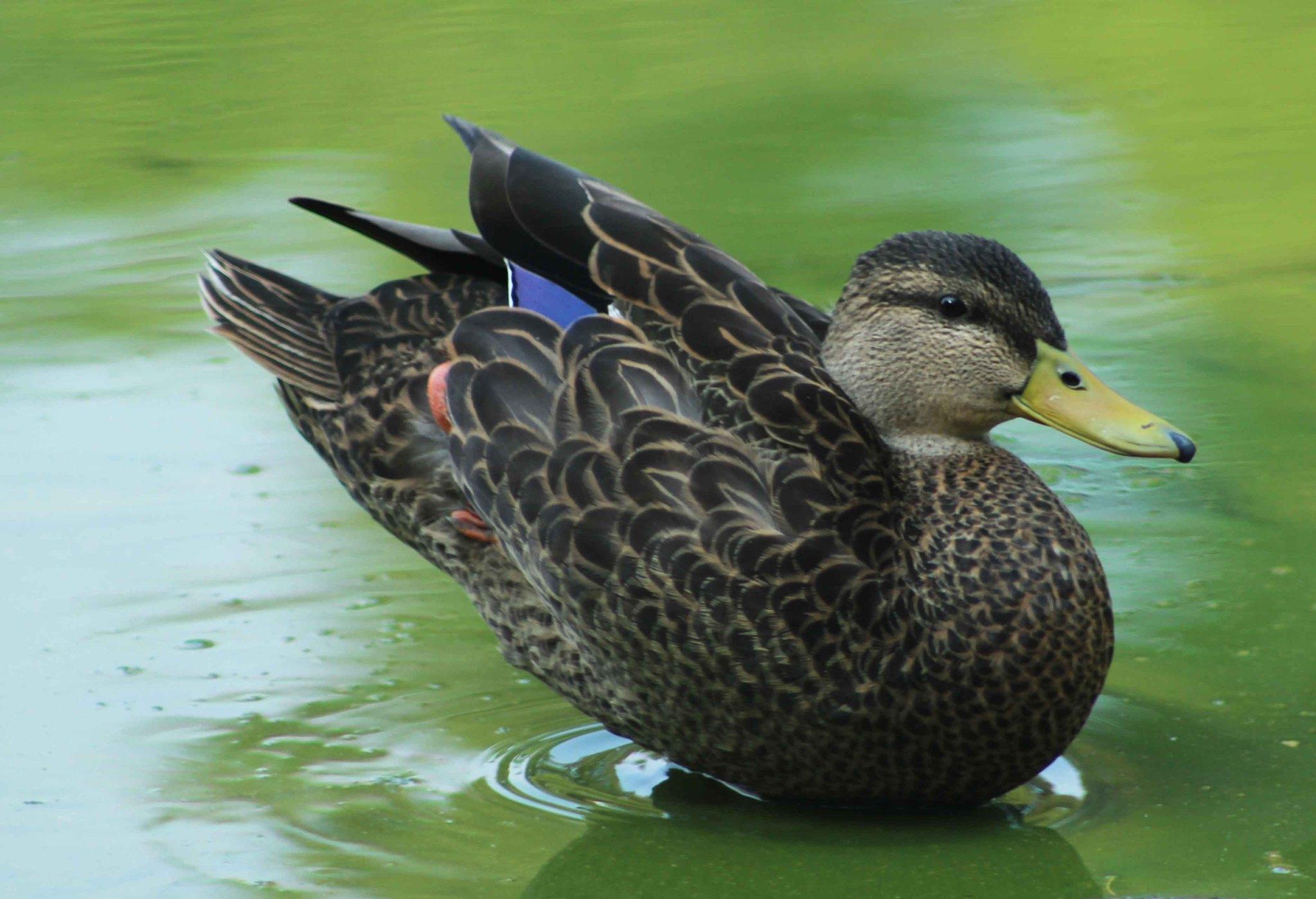 Mexican Duck