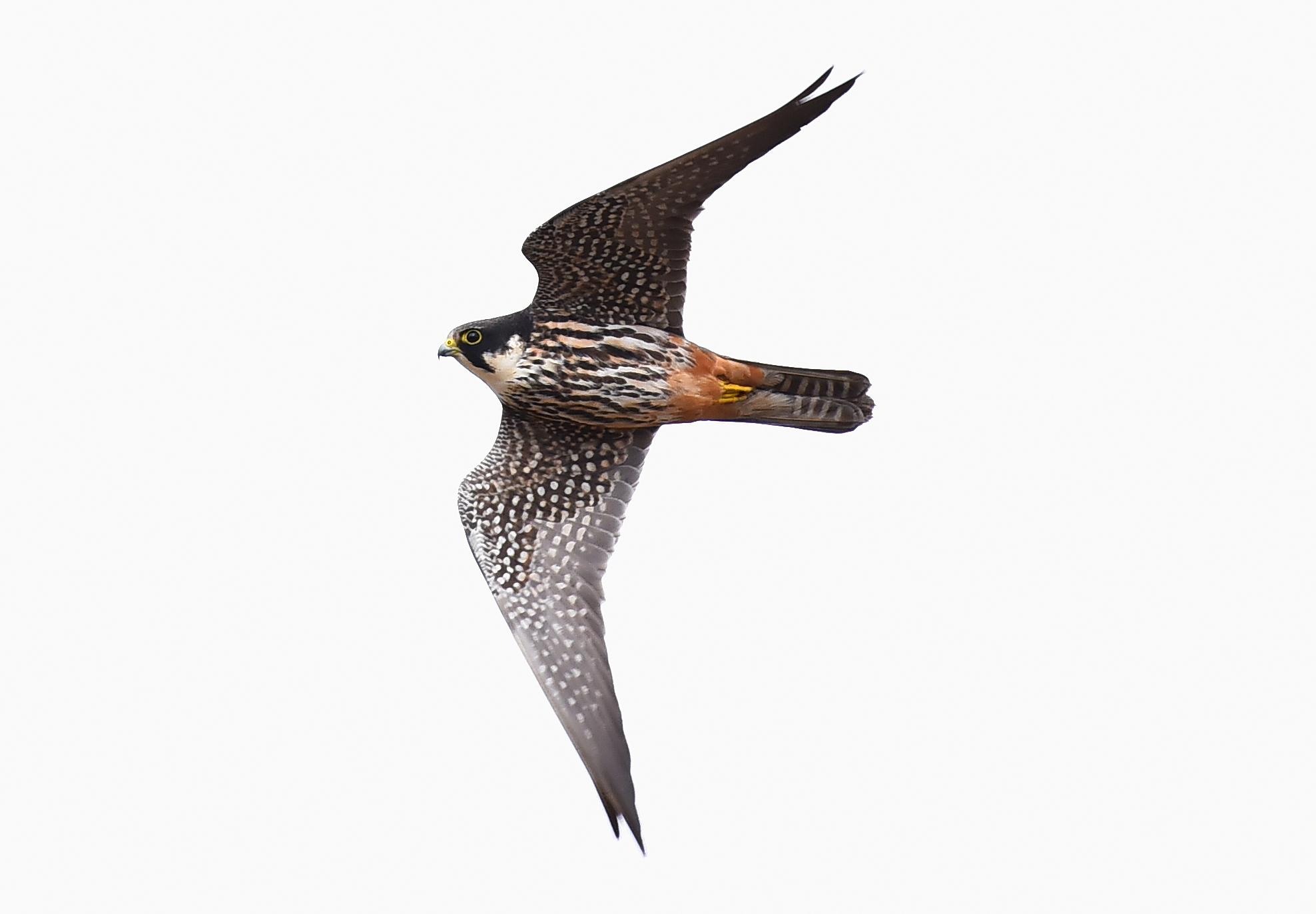 Alcotán europeo
