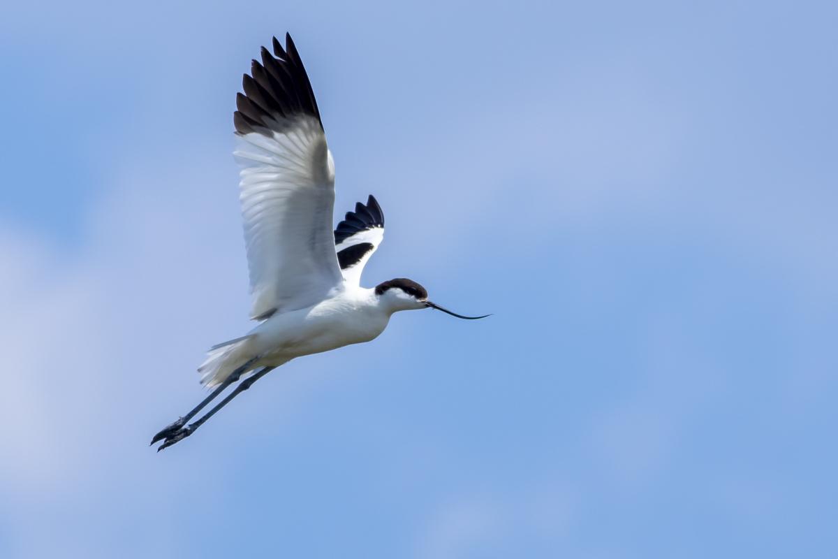 Avoceta Común