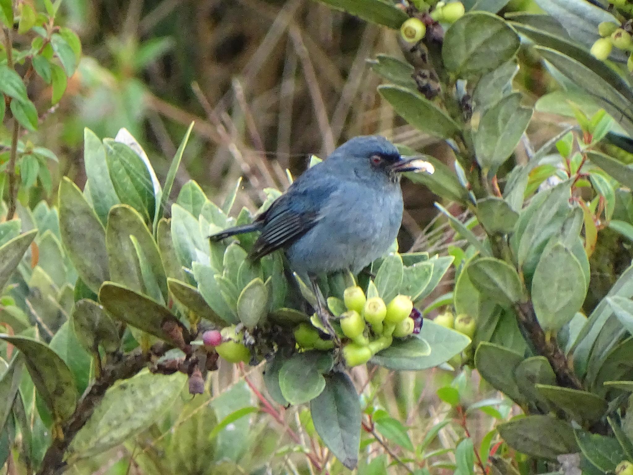 Bluish Flowerpiercer