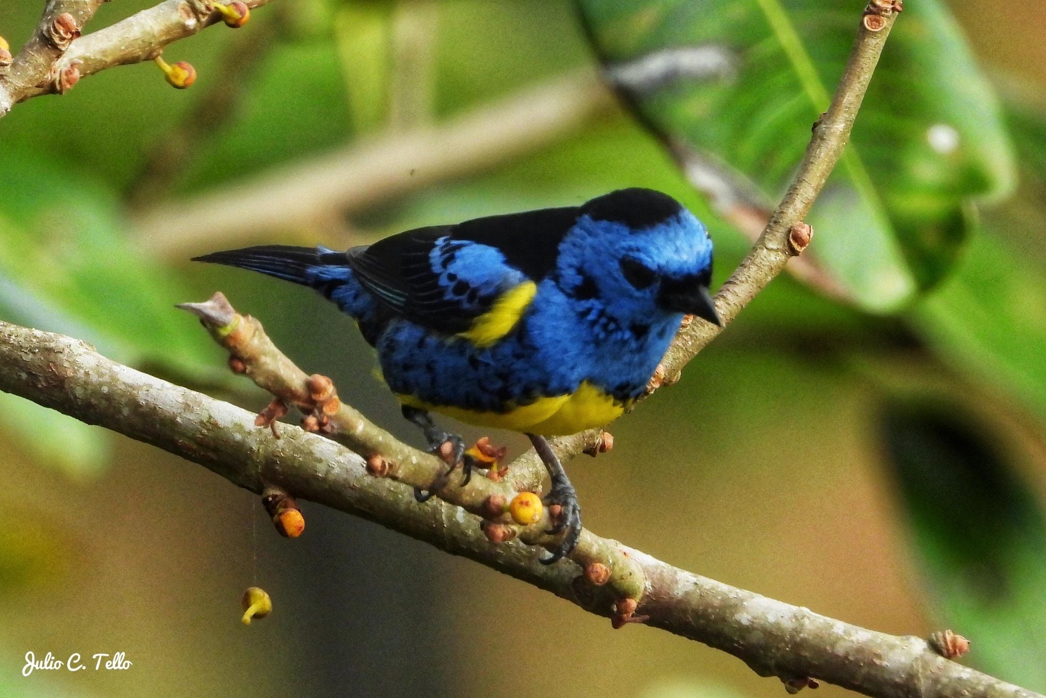 Turquoise Tanager