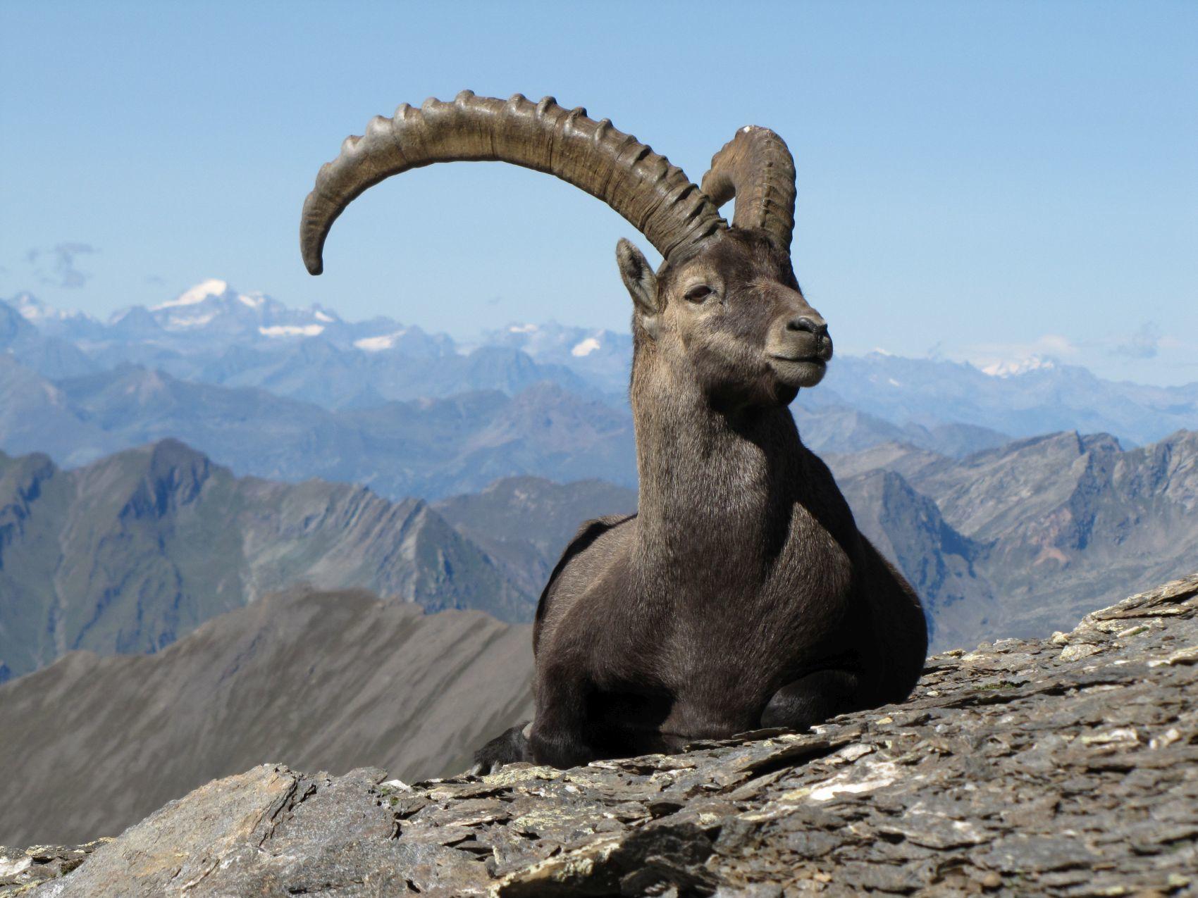 Cabras