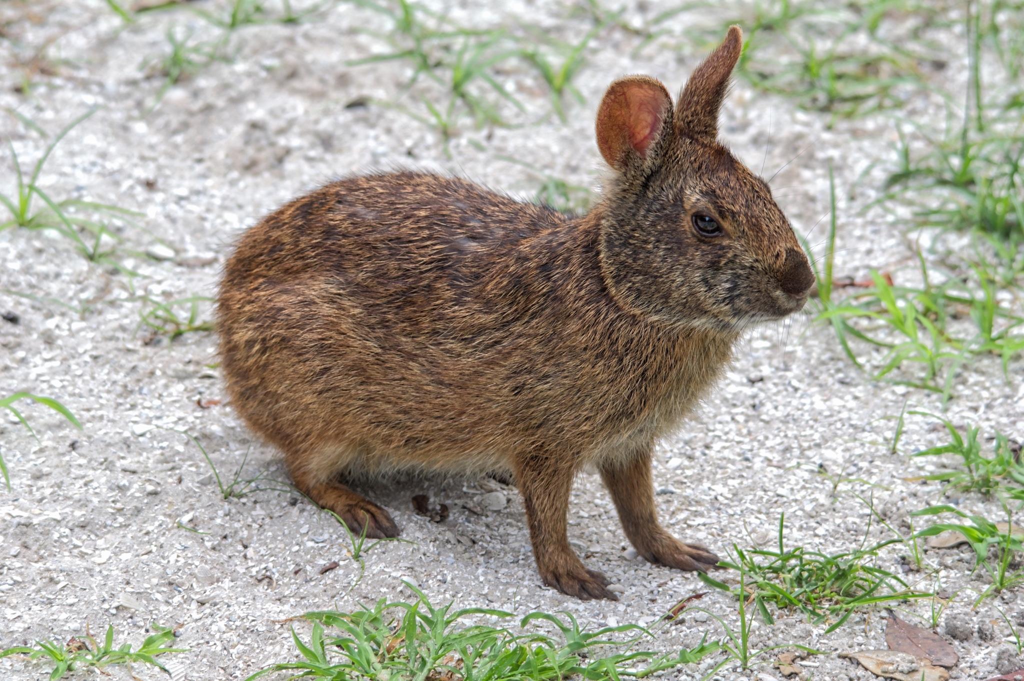 Liebres y conejos