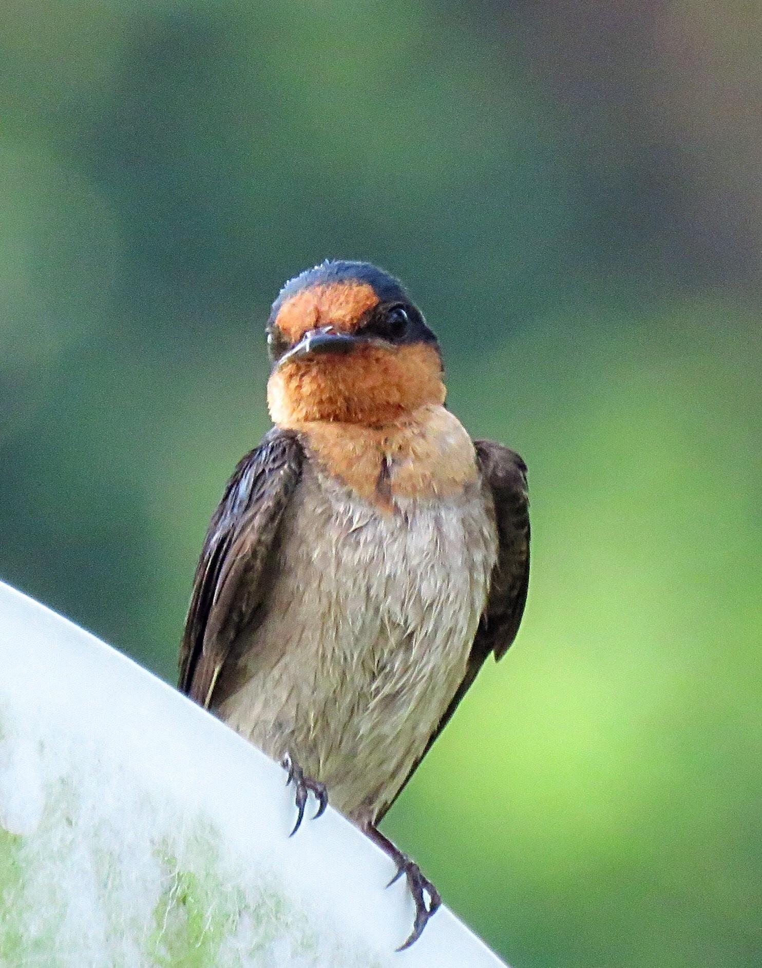 Golondrina del Pacífico