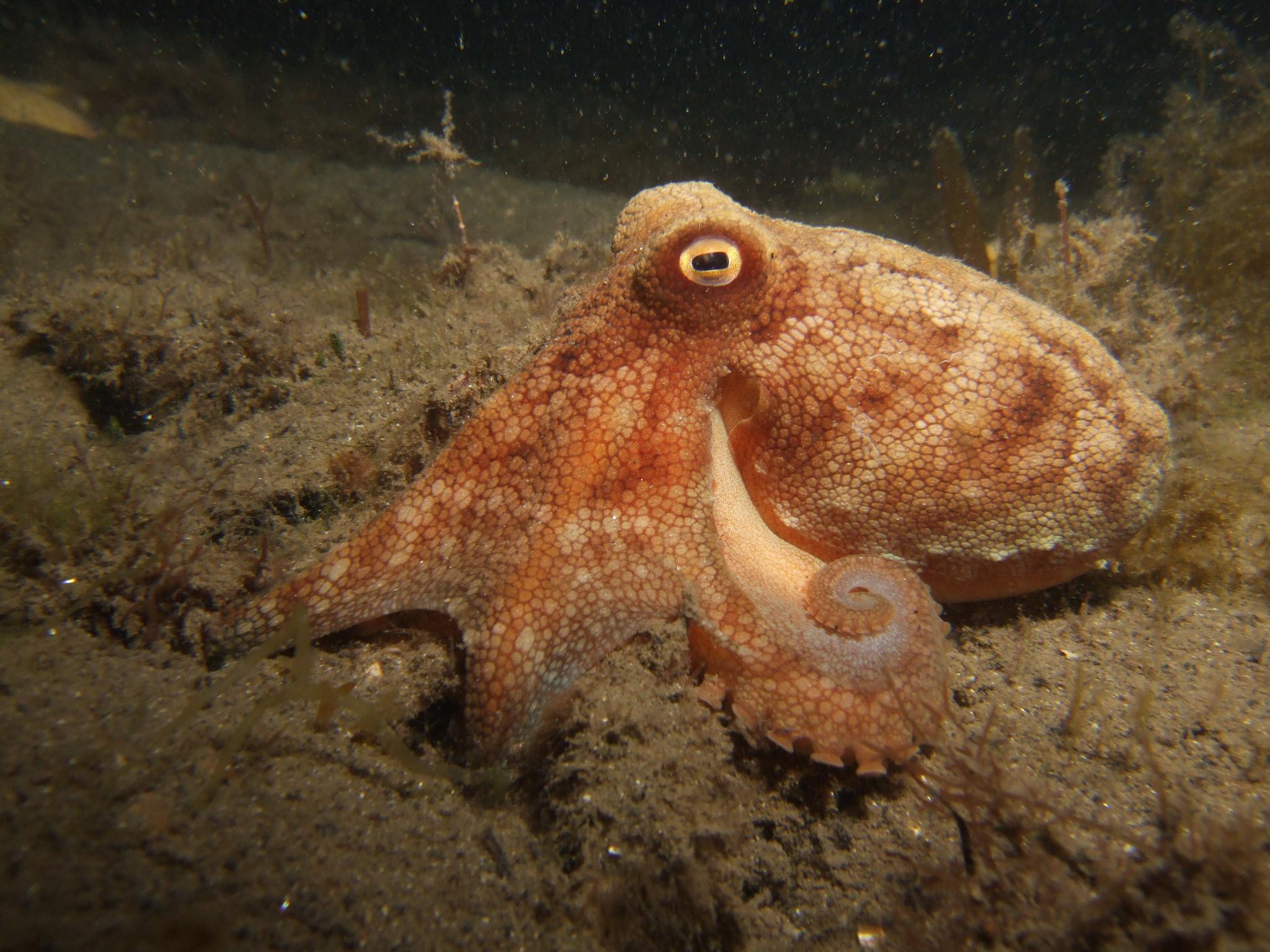 Pulpo pálido