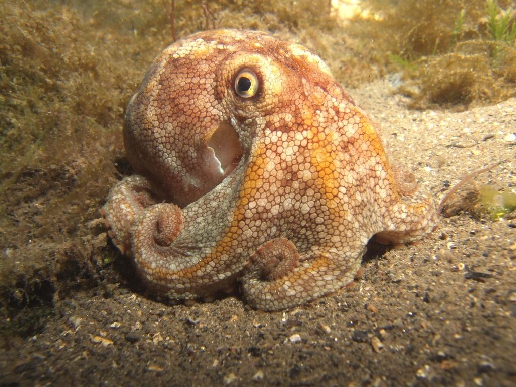 Pulpo pálido