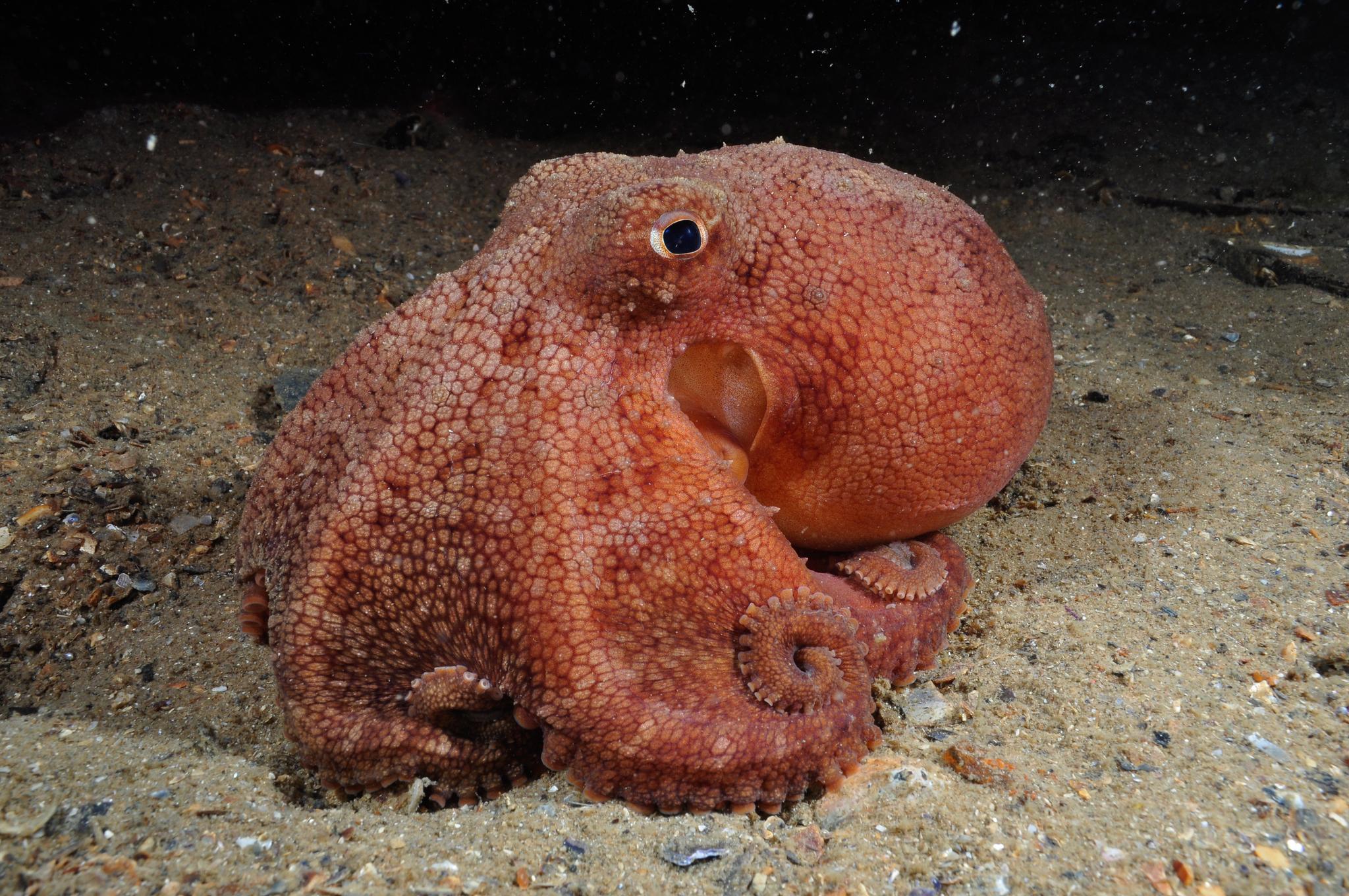 Pulpo pálido